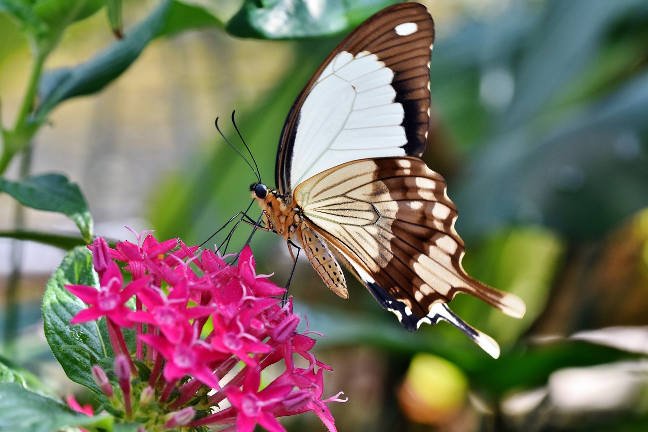How to Grow Exotic Plants in Your Garden